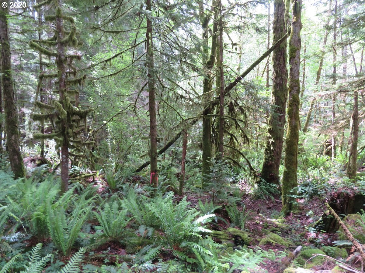Duckabush Road Brinnon, WA 98320 - Photo 20 of 30 Gallery Image 20