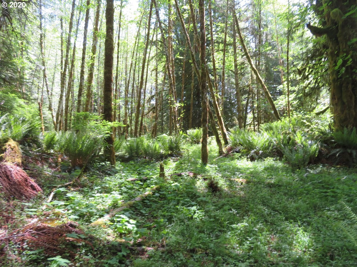 Duckabush Road Brinnon, WA 98320 - Photo 28 of 30 Gallery Image 28