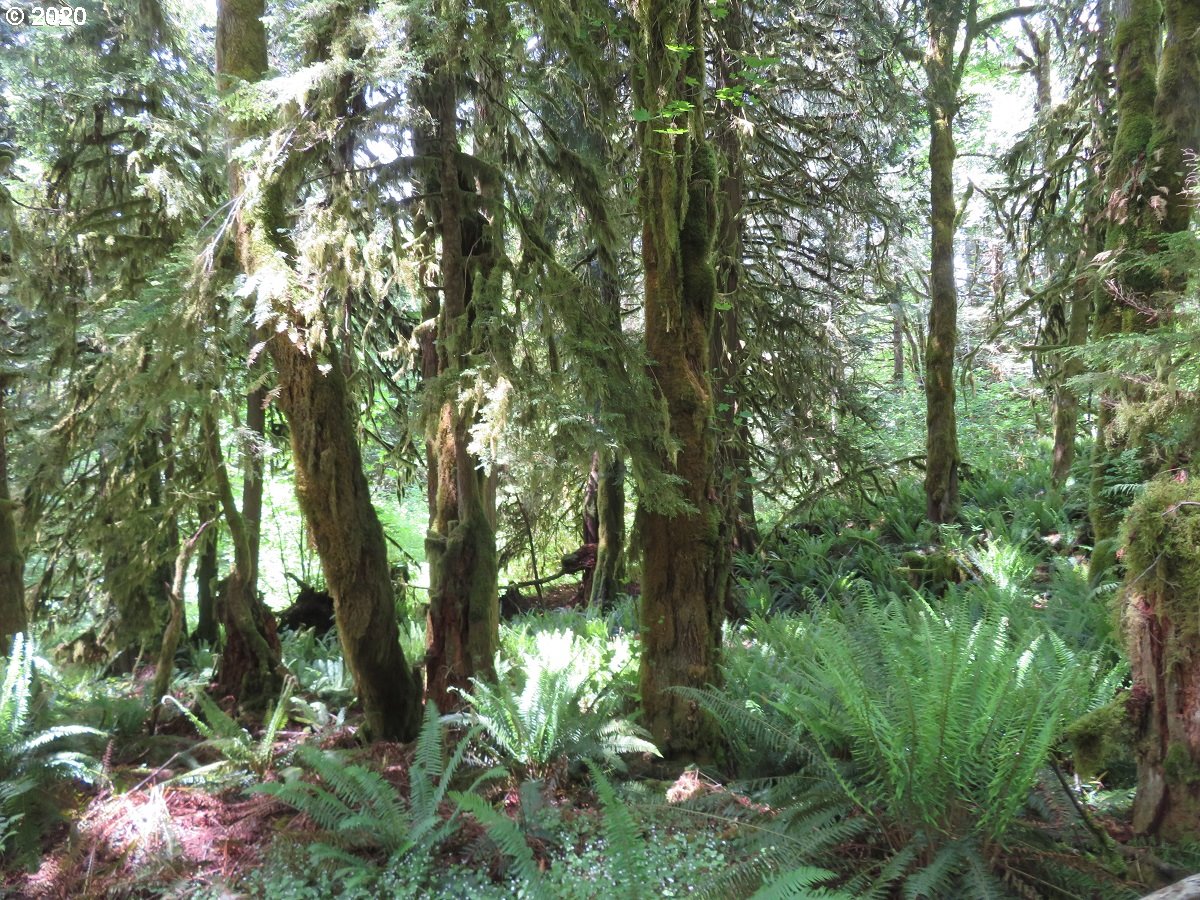 Duckabush Road Brinnon, WA 98320 - Photo 29 of 30 Gallery Image 29