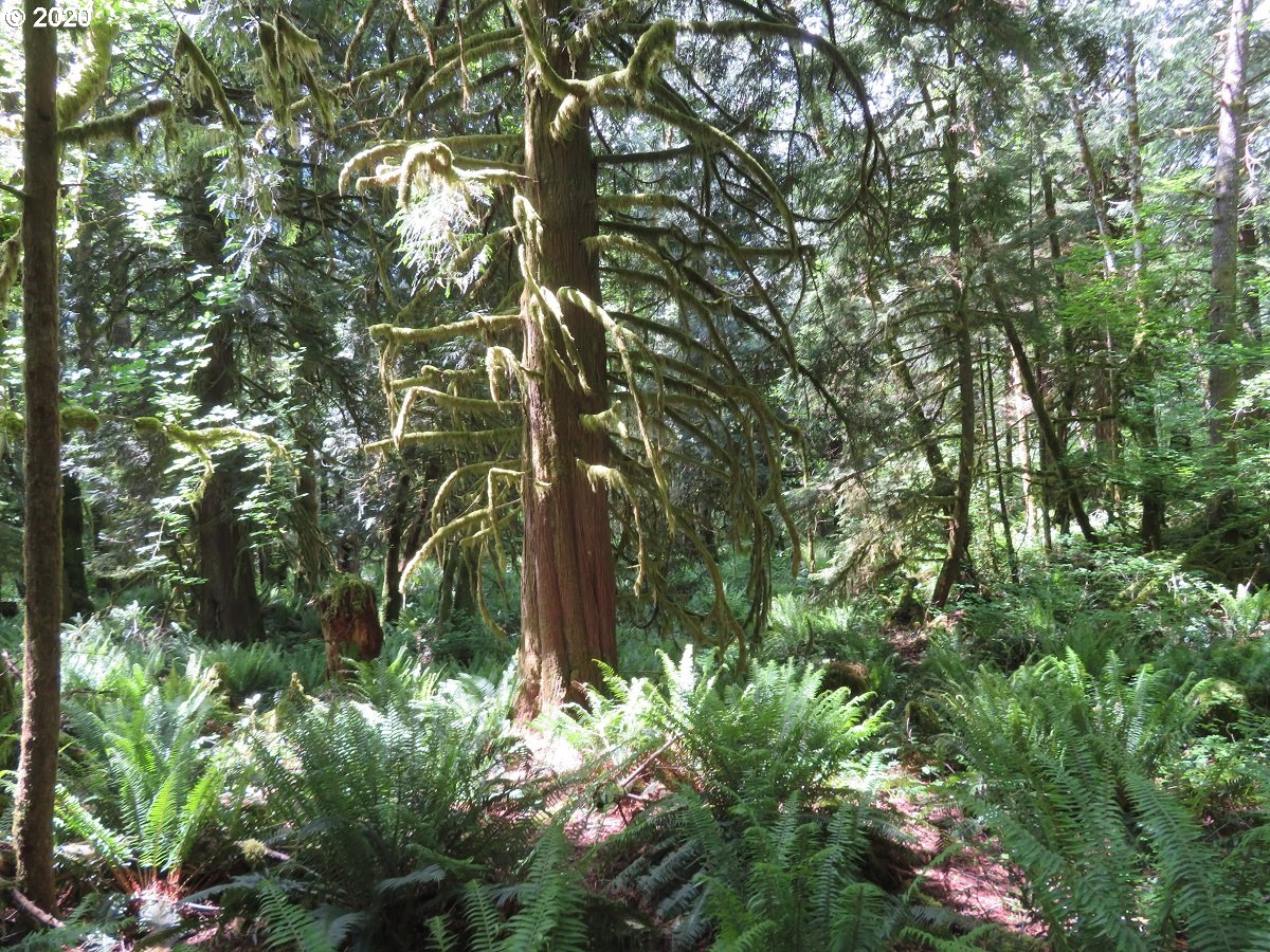 Duckabush Road Brinnon, WA 98320 - Photo 10 of 30 Gallery Image 10