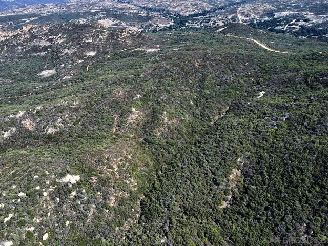 a view of a tree in a forest