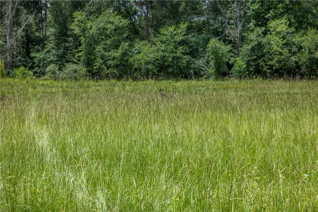 a view of a lush green space