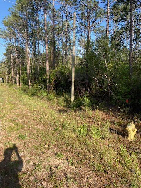 Tbd Churchill Bayou Road Santa Rosa Beach, FL 32459 - Photo 2 of 6 a view of backyard with green space