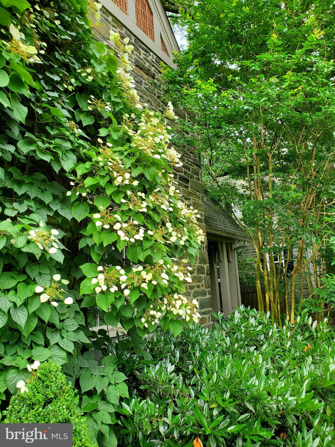 542 Hilaire Road Wayne, PA 19087 - Photo 36 of 38 More Views of Climbing Hydrangea.