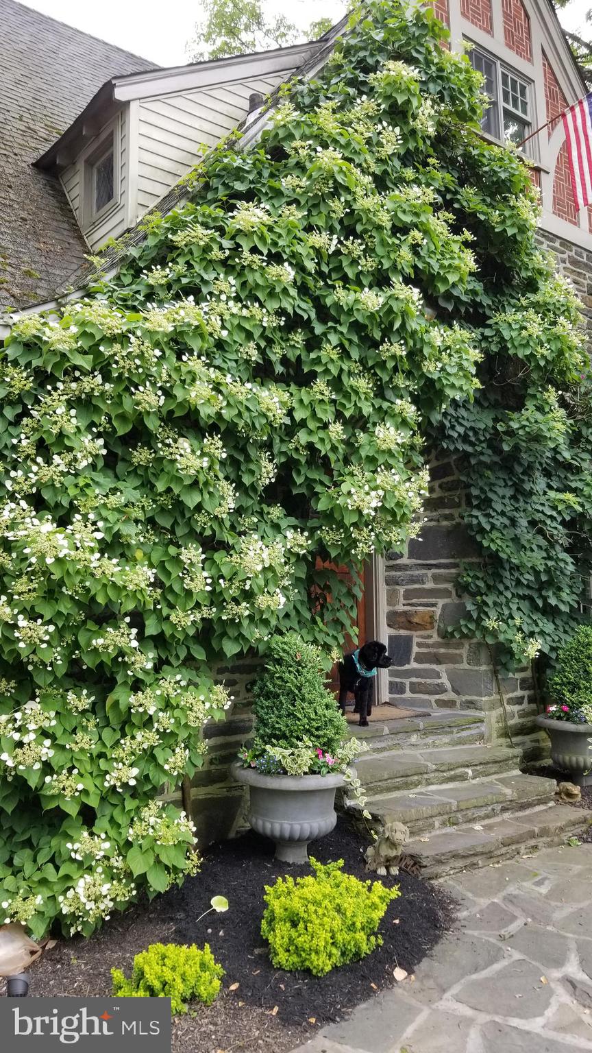 542 Hilaire Road Wayne, PA 19087 - Photo 37 of 38 More Views of Climbing Hydrangea.