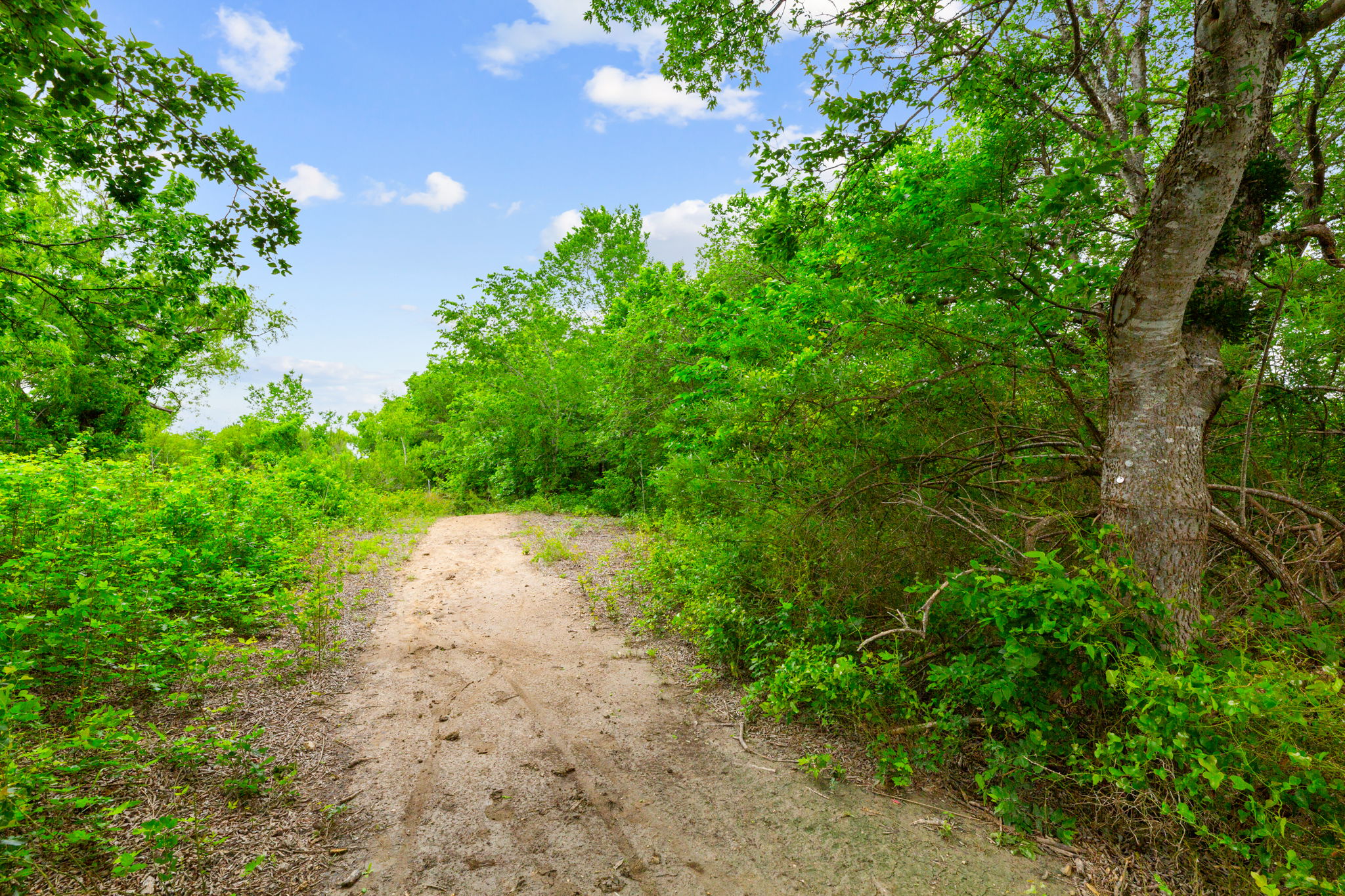 310 Myrtle Street Kyle, TX 78640 - Photo 28 of 39 a view of a pathway with a tree