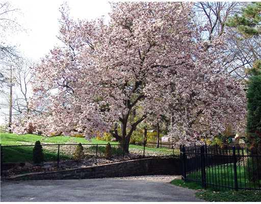 1229 Washington Road Mt. Lebanon, PA 15228 - Photo 17 of 18 Yard/Garden. Magnolia tree in full bloom