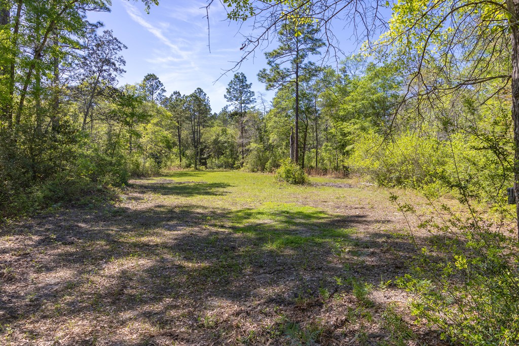 165-acres Harrison Road Kinston, AL 36453 - Photo 10 of 26