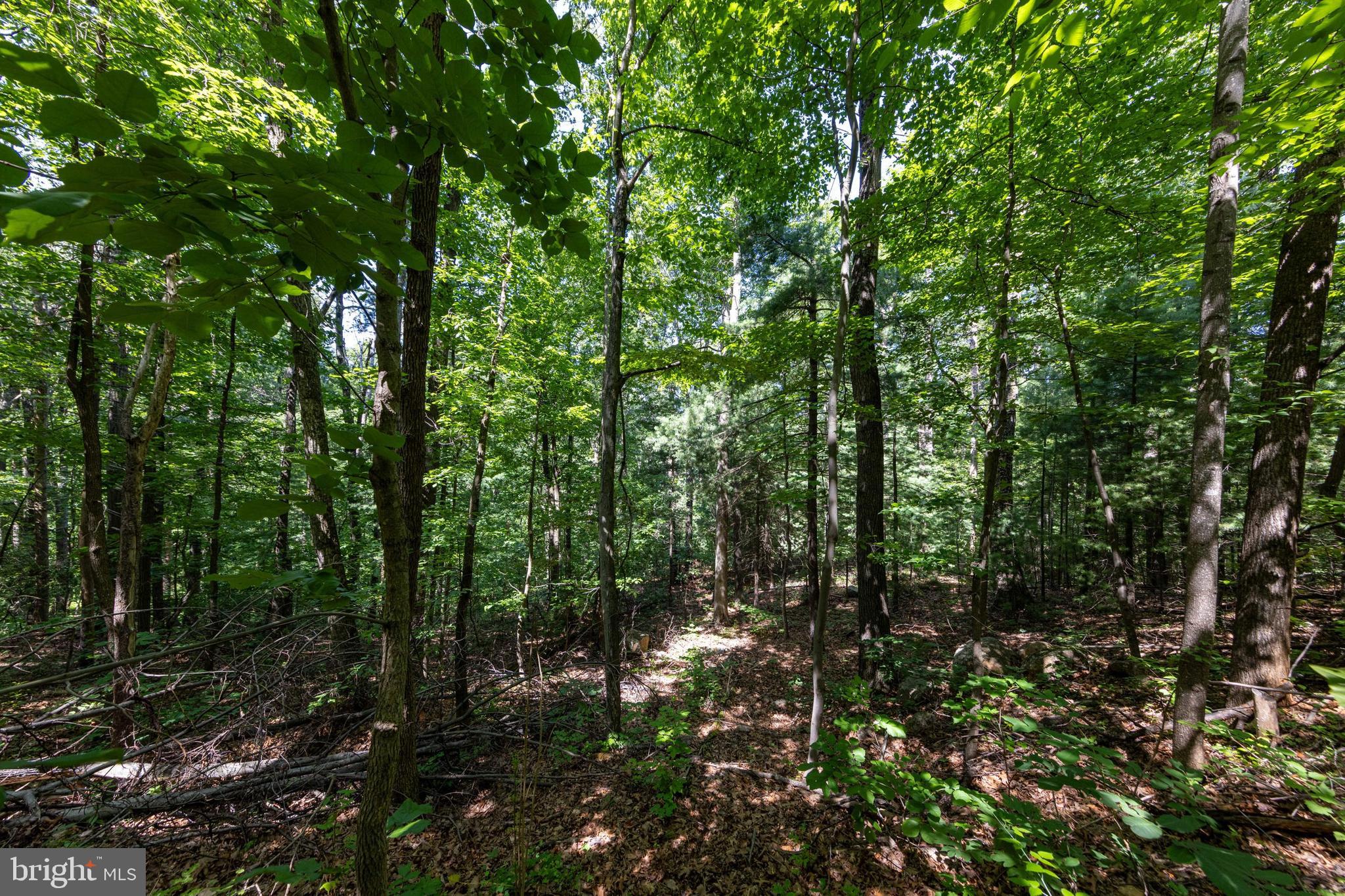 0 Helms Road Stanley, VA 22851 - Photo 27 of 50