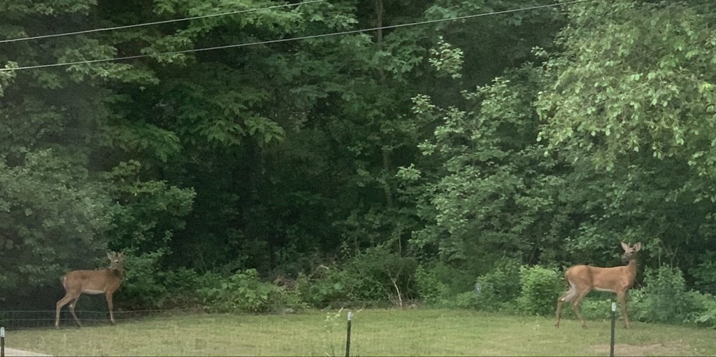 114 North Main Street Salem, NH 03079 - Photo 23 of 26 a view of a yard