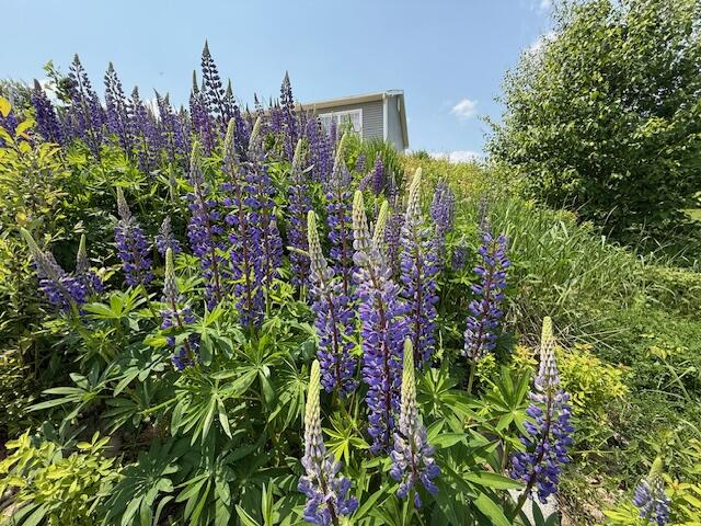 100 Highway 1 Robbinston, ME 04671 - Photo 21 of 121 IMG_9565 (2)