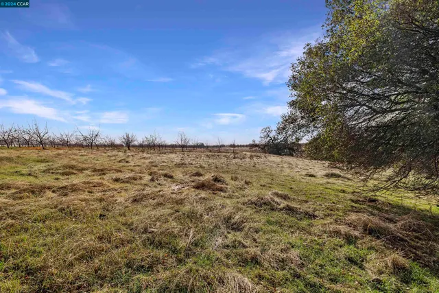 a view of a large garden with tall trees