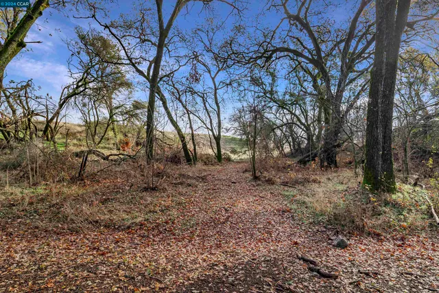 a view of a yard with plants and trees