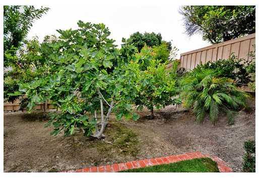 768 Fieldstone Lane Encinitas, CA 92024 - Photo 14 of 14 Fruit Trees