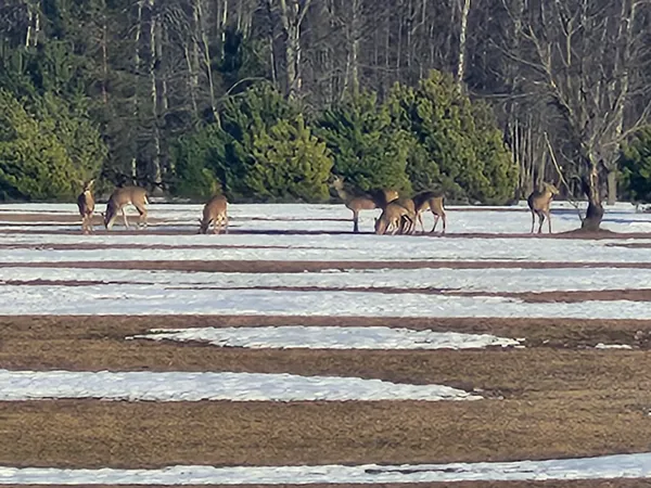 $190,000 | 17 9 9 Mile Road, Kaleva, MI 49645