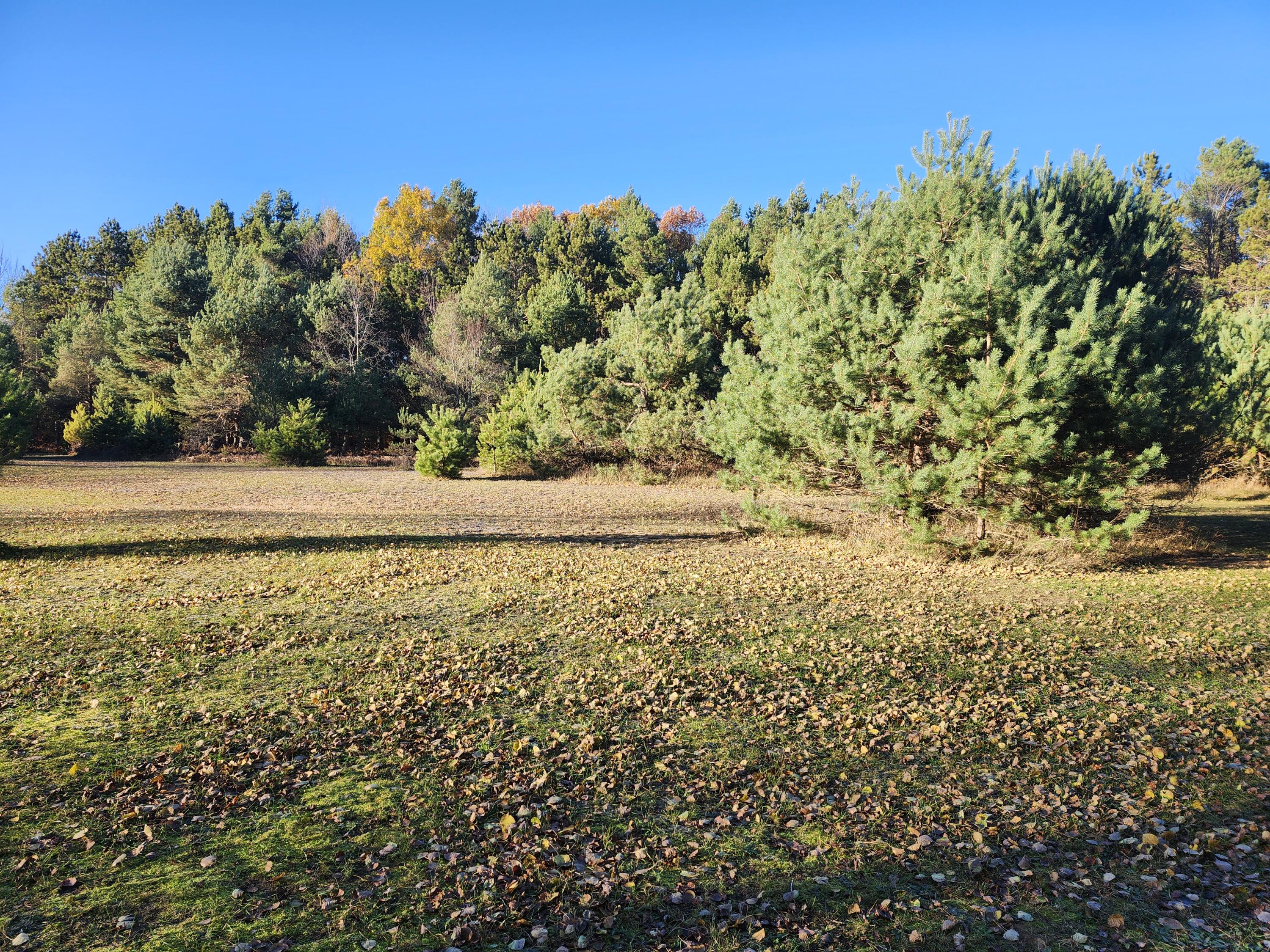 17 9 9 Mile Road Kaleva, MI 49645 - Photo 4 of 36 20251103_161520