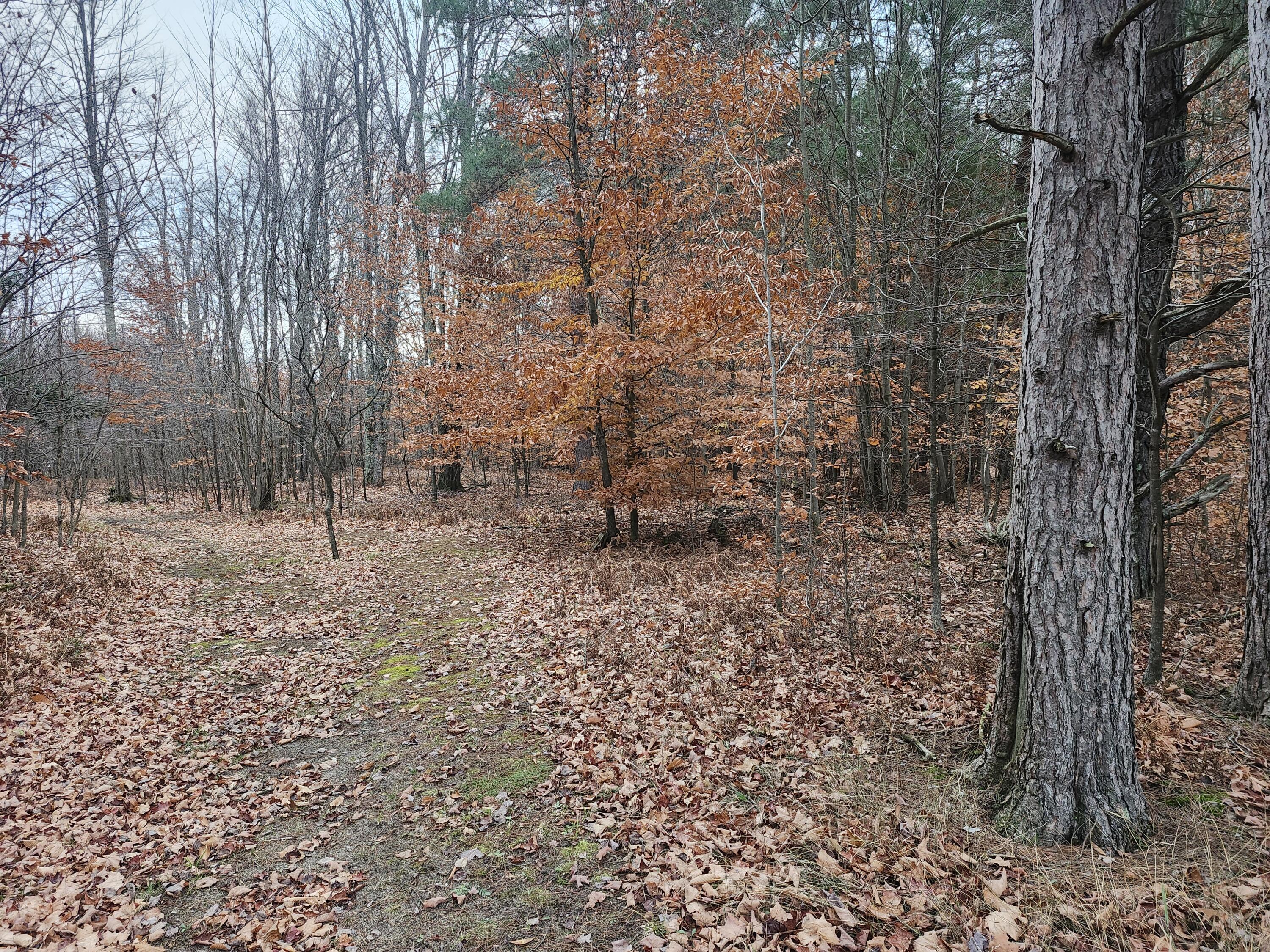 17 9 9 Mile Road Kaleva, MI 49645 - Photo 7 of 36 20251108_075051