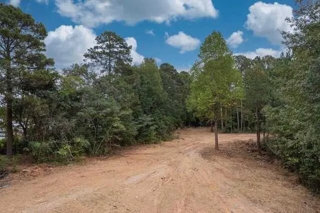 a view of a forest with trees in the background