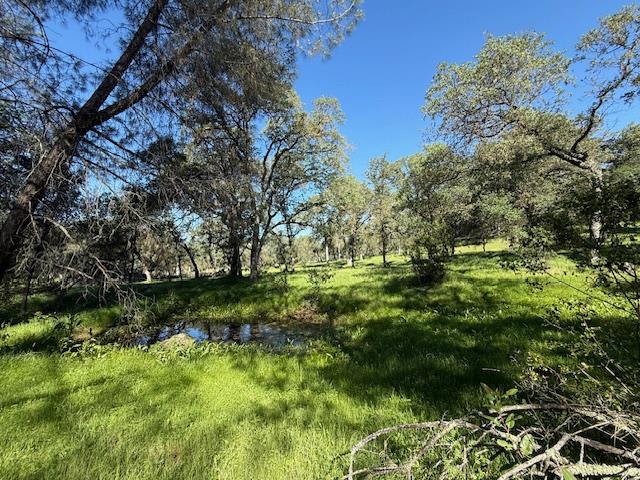 4565 Morgan Road Angels Camp, CA 95222 - Photo 21 of 43 seasonal pond