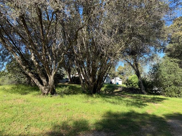 4565 Morgan Road Angels Camp, CA 95222 - Photo 9 of 43 view of yard with view of scattered trees