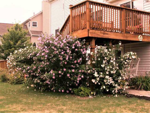 907 Angle Tarn West Dundee, IL 60118 - Photo 31 of 39