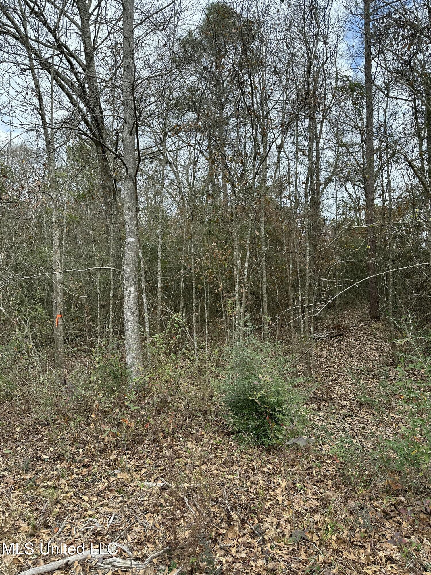 0 Barbara Lane Poplarville, MS 39470 - Photo 3 of 7 tempImagebspgMW