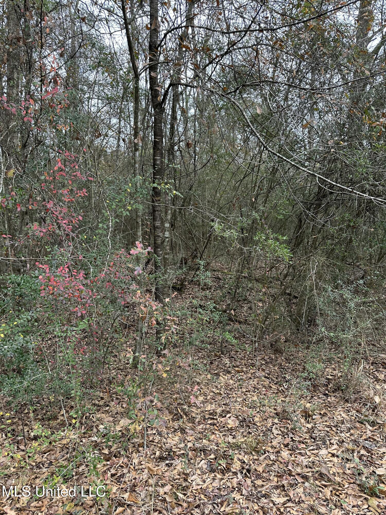 0 Barbara Lane Poplarville, MS 39470 - Photo 4 of 7 tempImageTOkahS