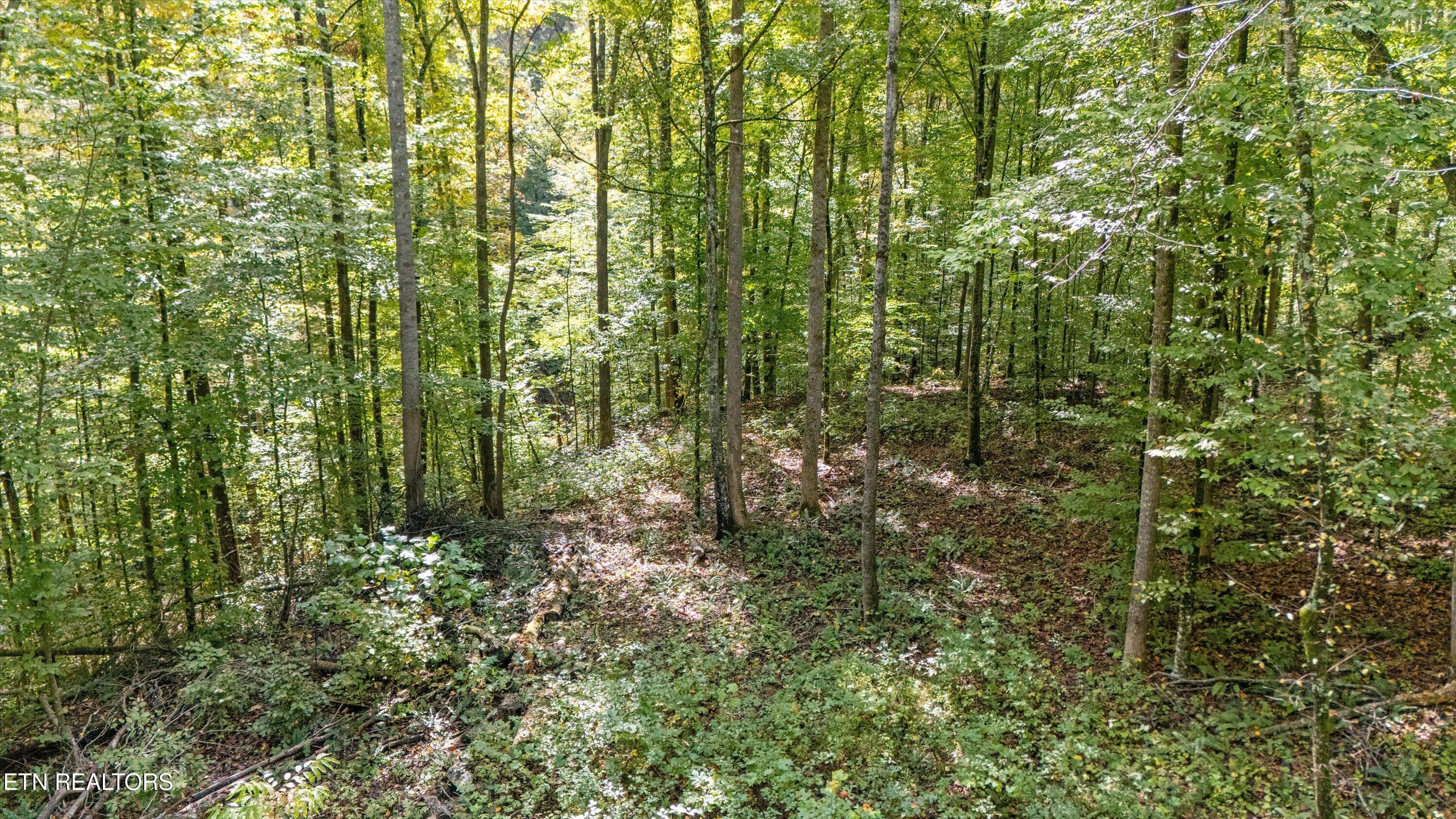 560 Prospect Road Luttrell, TN 37779 - Photo 5 of 19 11-560 Prospect Rd09