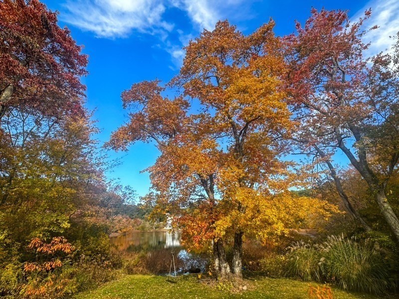 90 R Bartlett Road Plymouth, MA 02360 - Photo 4 of 35 a view of tree