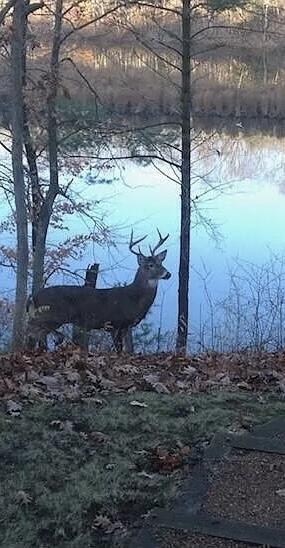 1286 Bridge Road Allegan, MI 49010 - Photo 47 of 51 Wildlife 5