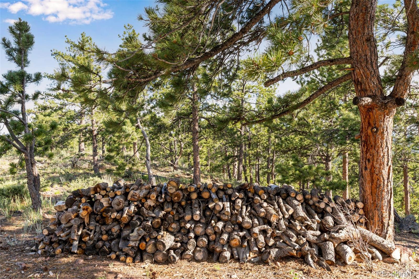 434 Caddo Road Red Feather Lakes, CO 80545 - Photo 32 of 37