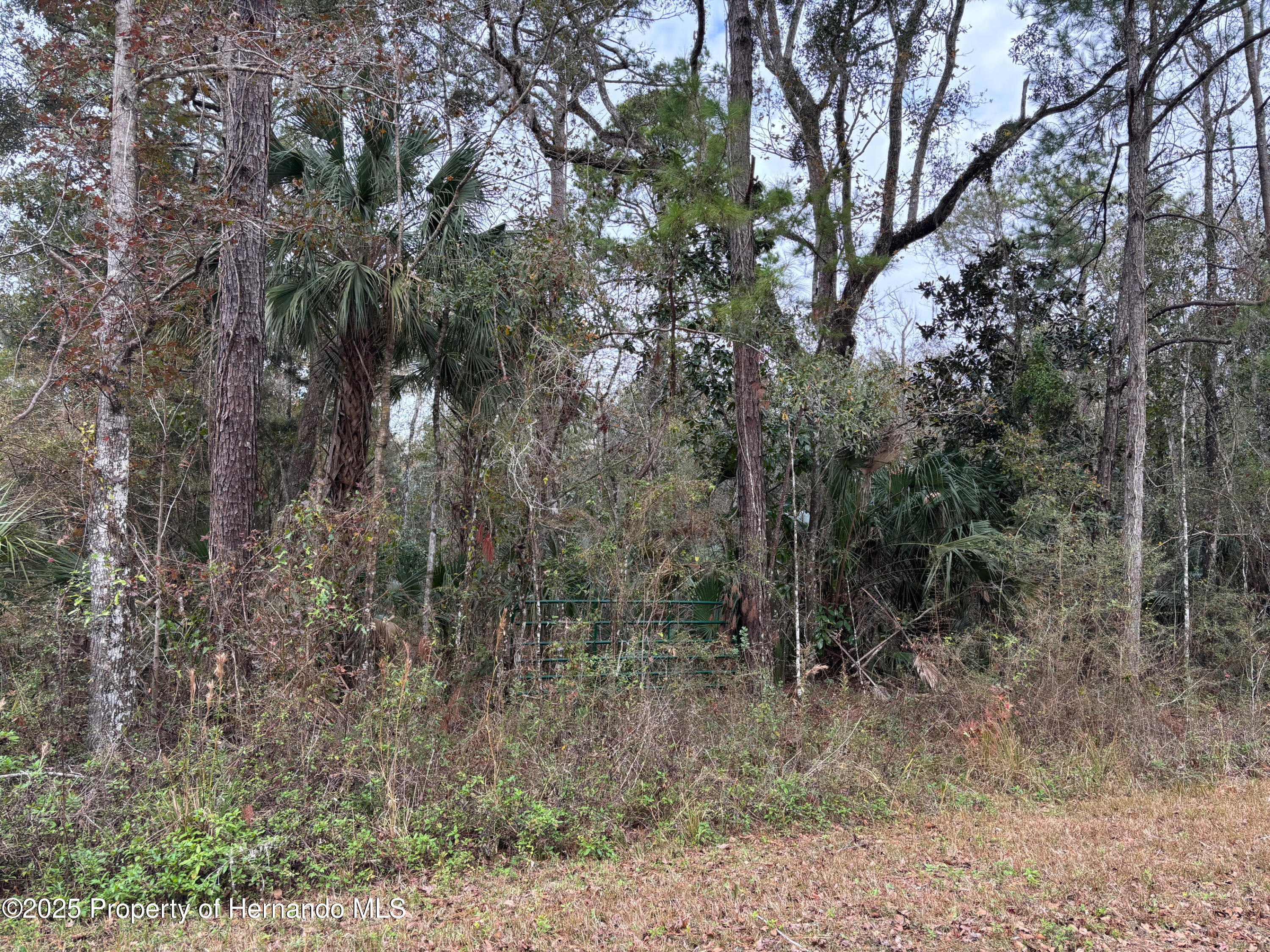 Lot 3 Carolina Dove Road Weeki Wachee, FL 34614 - Photo 3 of 5