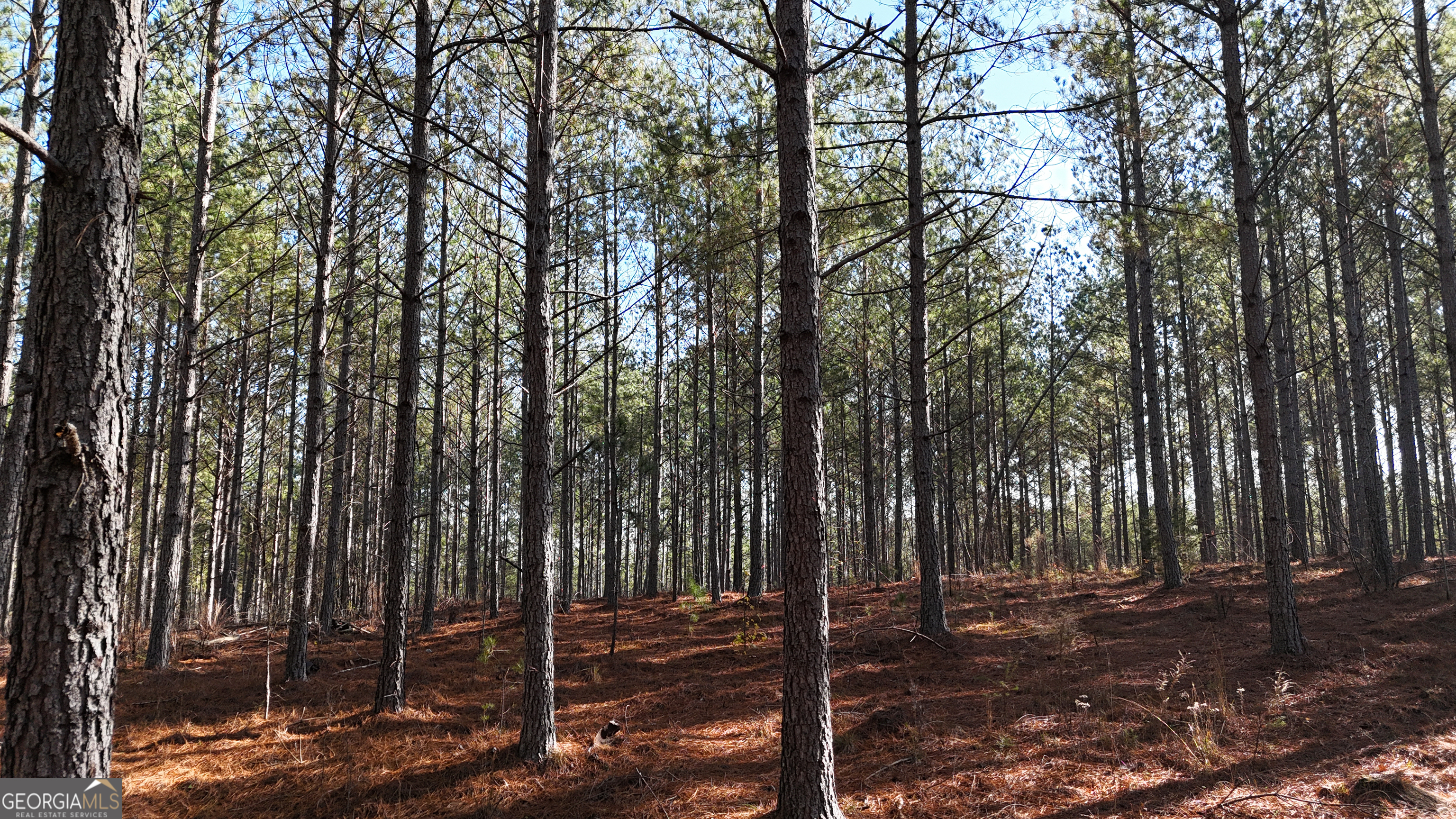 0 Gaylor Road Lyerly, GA 30730 - Photo 2 of 2