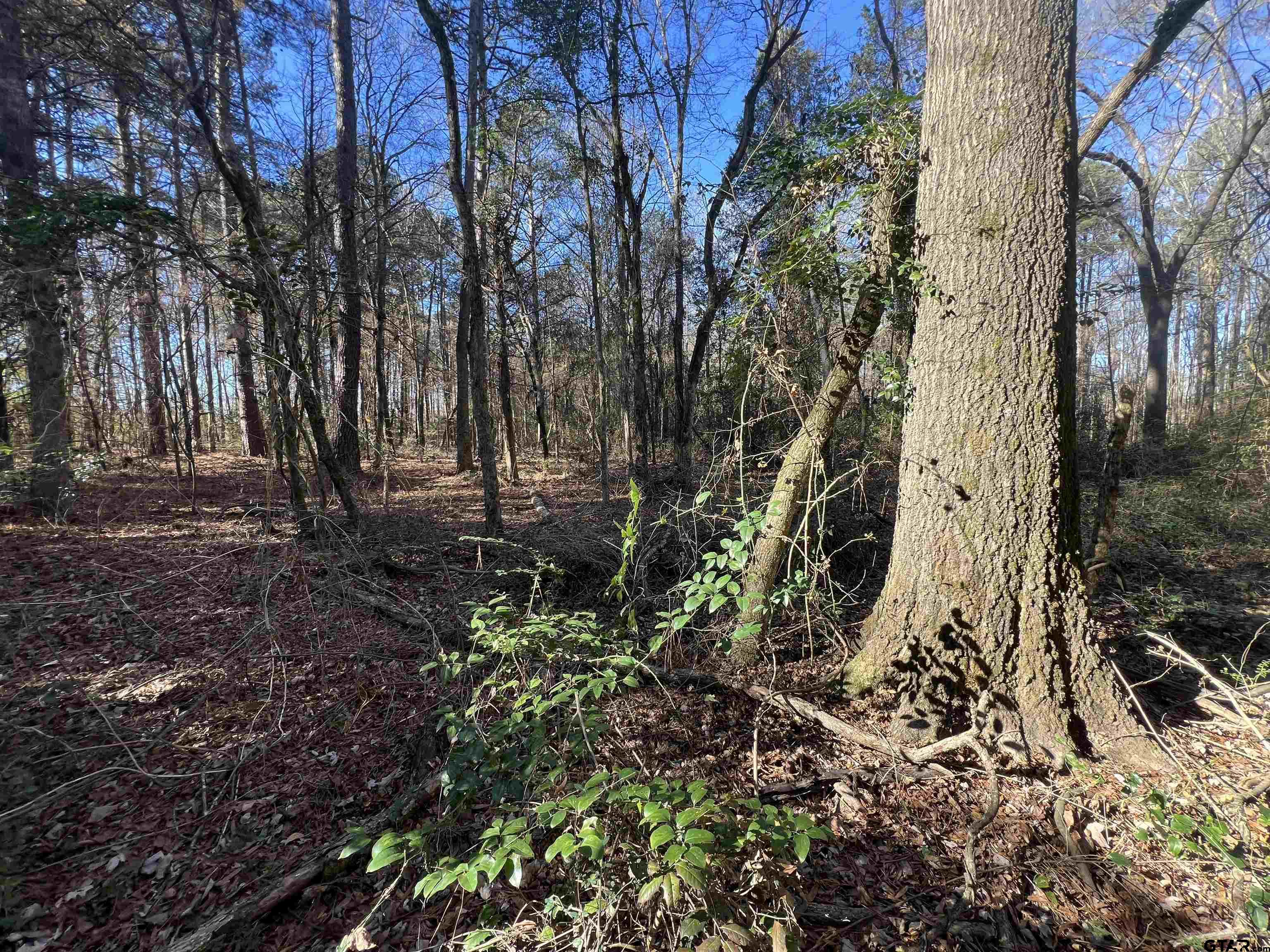 161 N Naples, TX 75568 - Photo 4 of 7