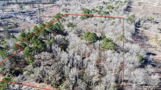 a view of a yard with plants and large trees