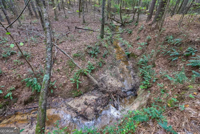 a view of a yard with a tree