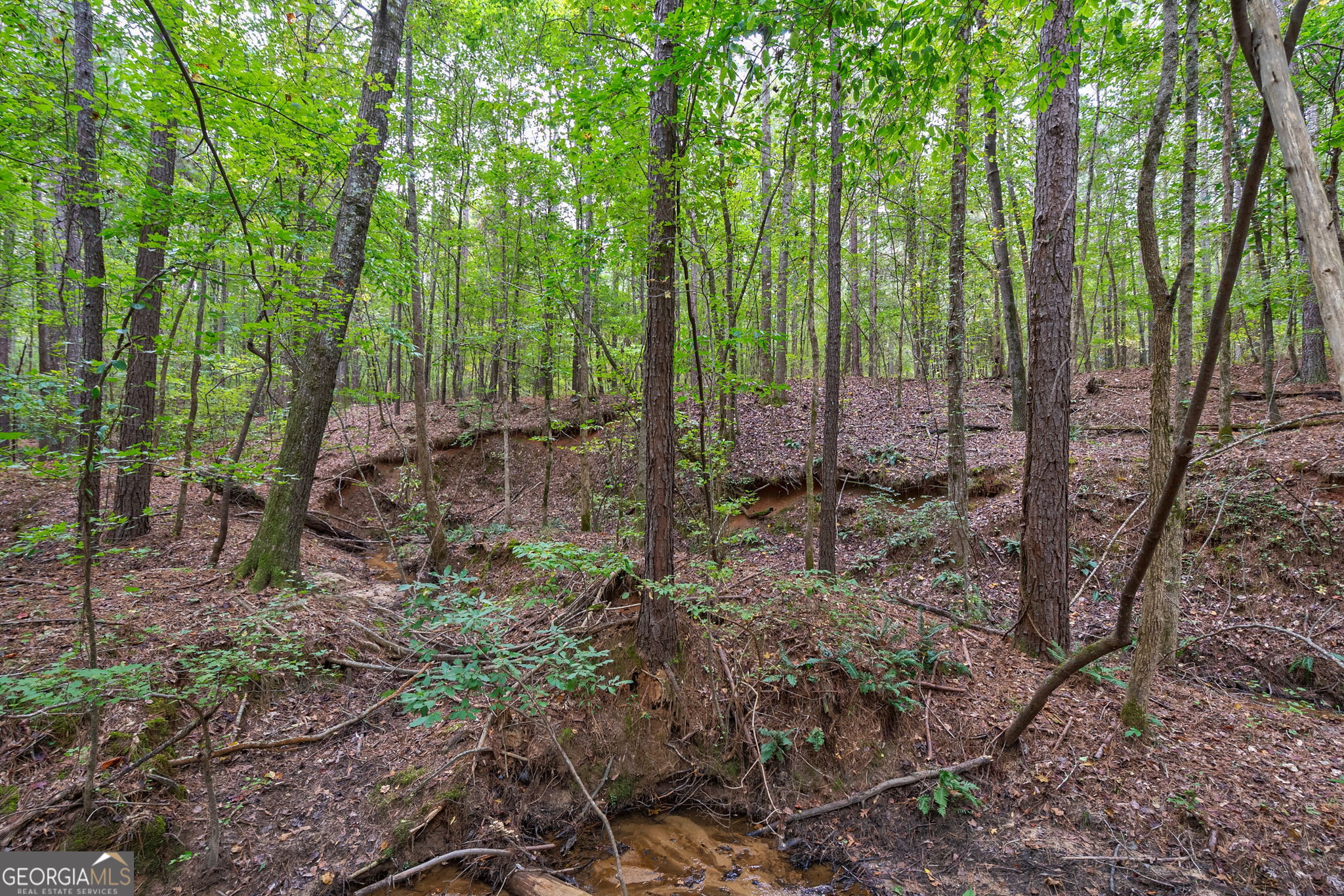 0 Lower Wirebridge Road Stephens, GA 30667 - Photo 15 of 42 a view of a forest with trees in the background