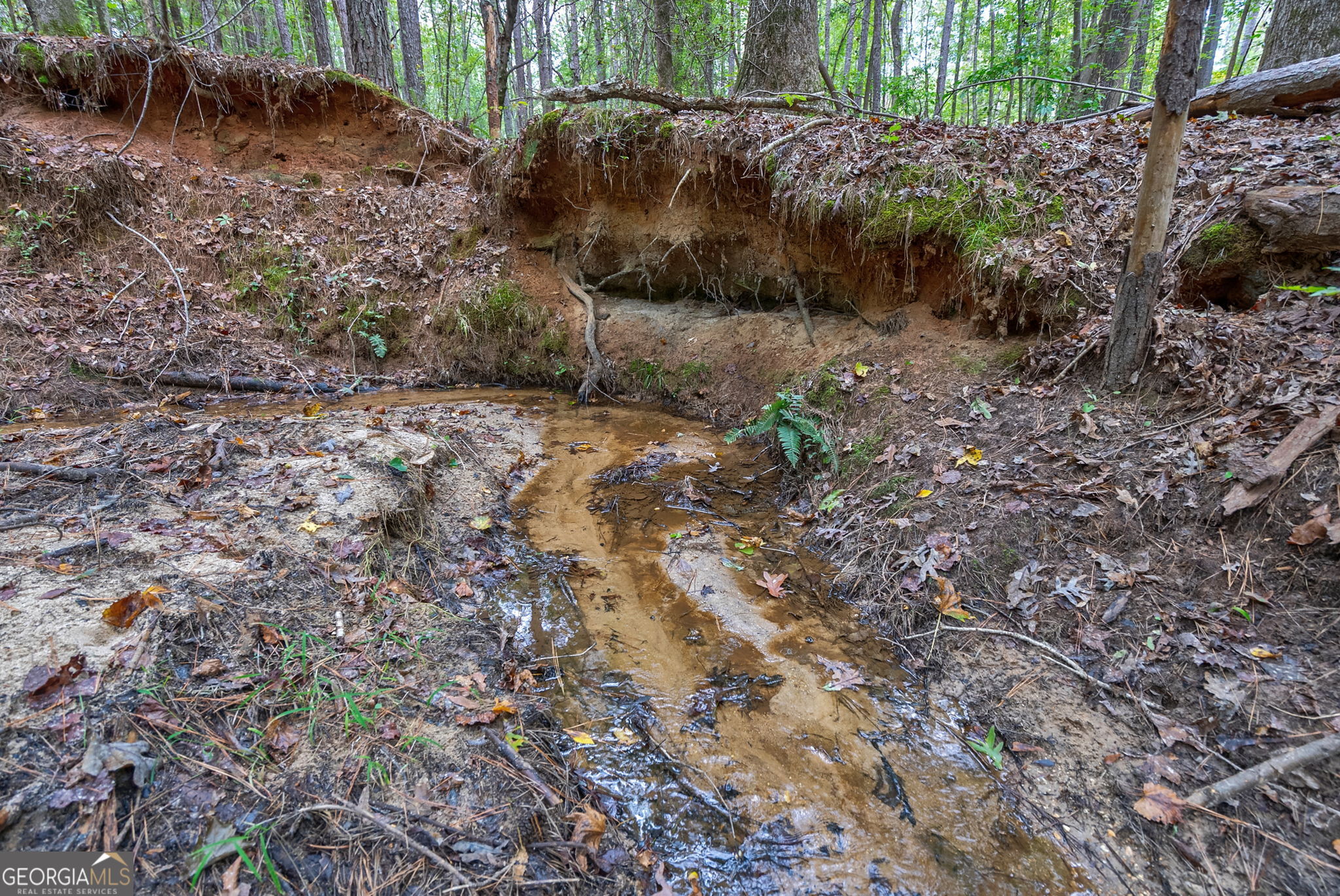 0 Lower Wirebridge Road Stephens, GA 30667 - Photo 16 of 42 a view of a yard with plants and large trees