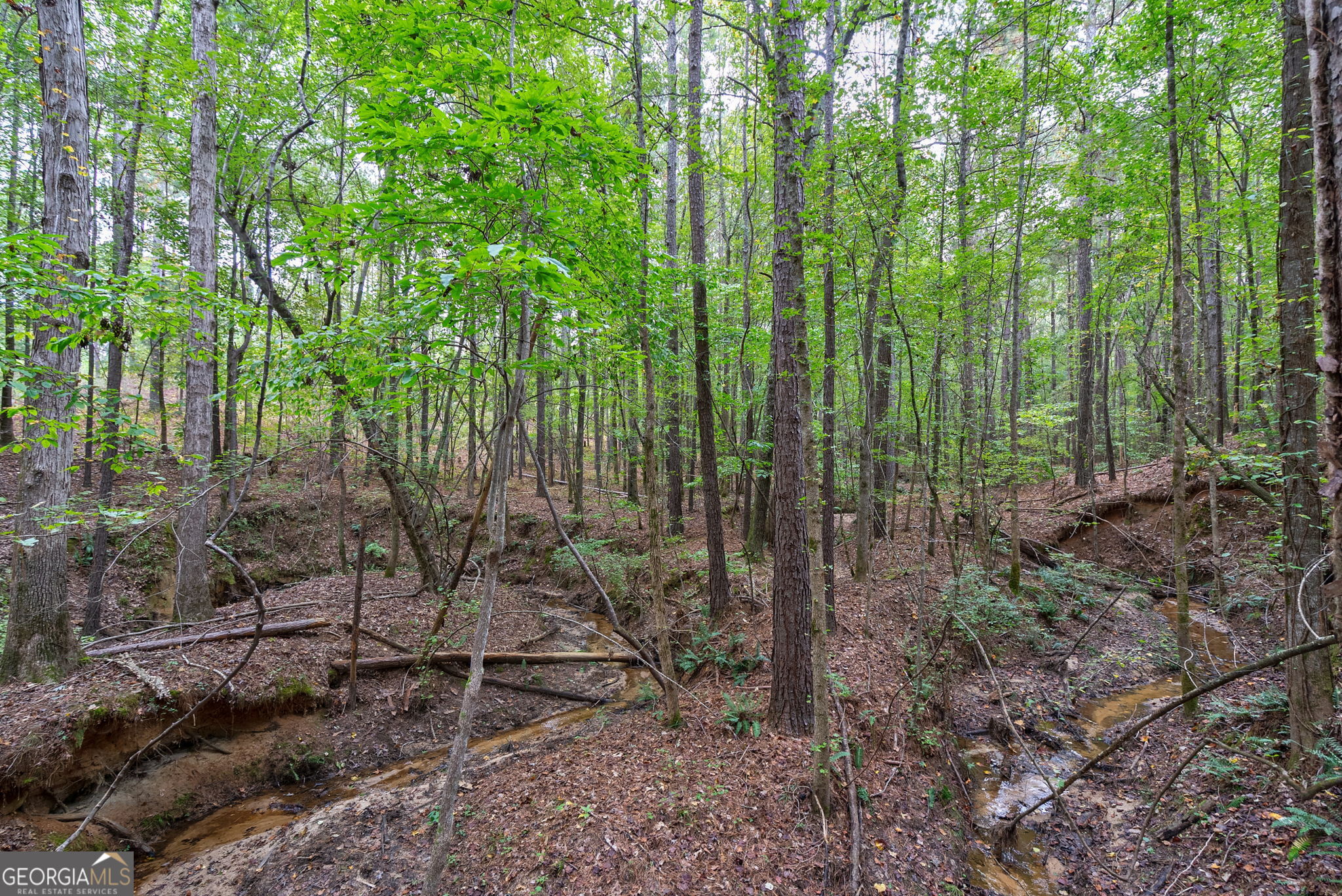 0 Lower Wirebridge Road Stephens, GA 30667 - Photo 17 of 42 a view of forest