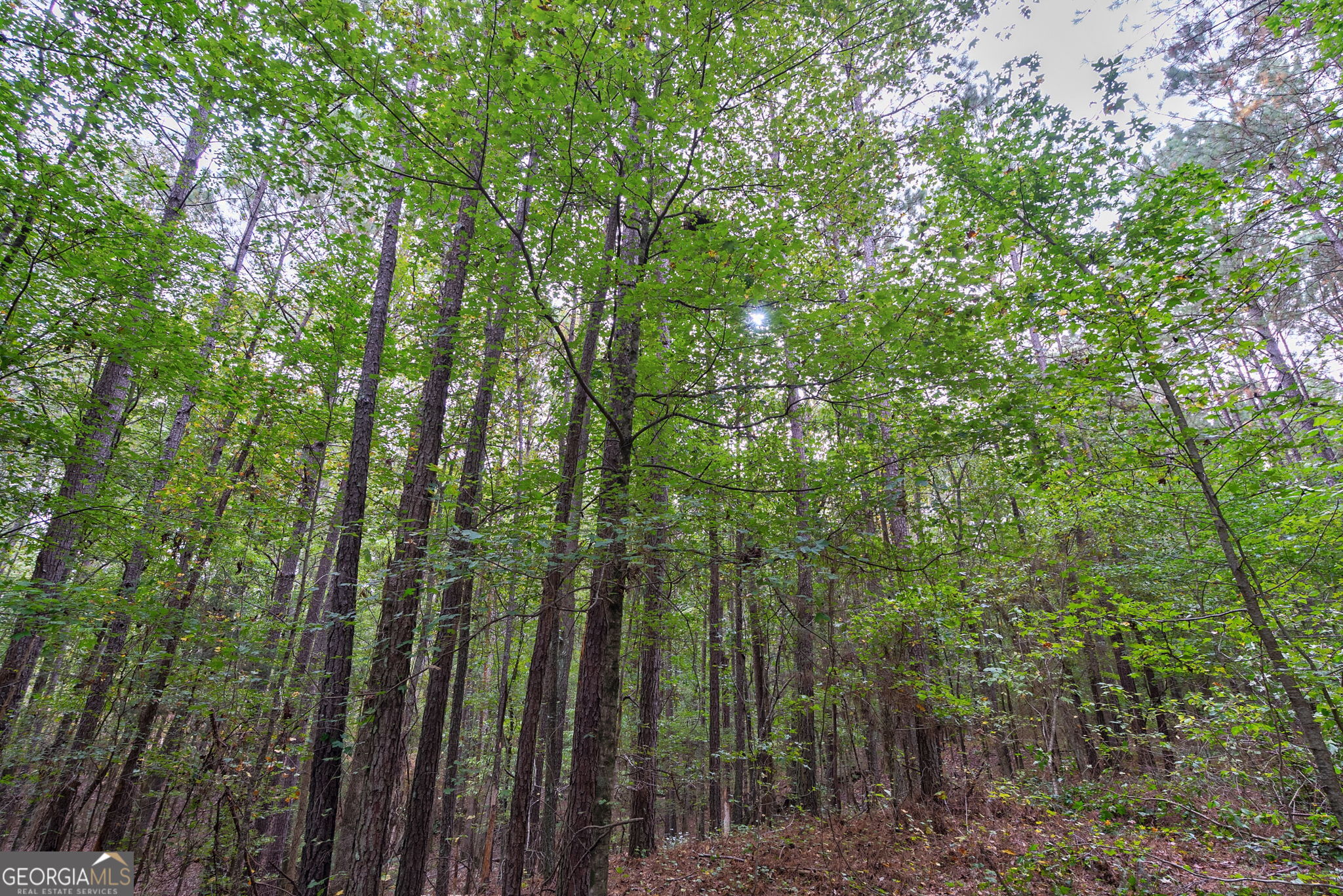 0 Lower Wirebridge Road Stephens, GA 30667 - Photo 18 of 42 a view of a forest with trees