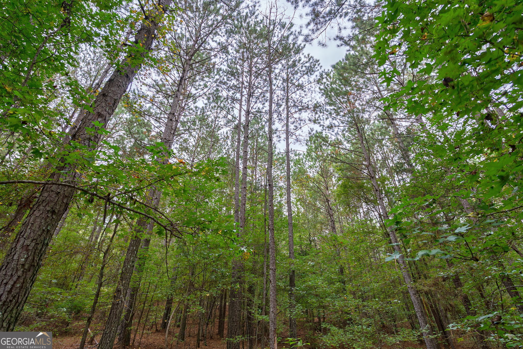 0 Lower Wirebridge Road Stephens, GA 30667 - Photo 19 of 42 a view of forest