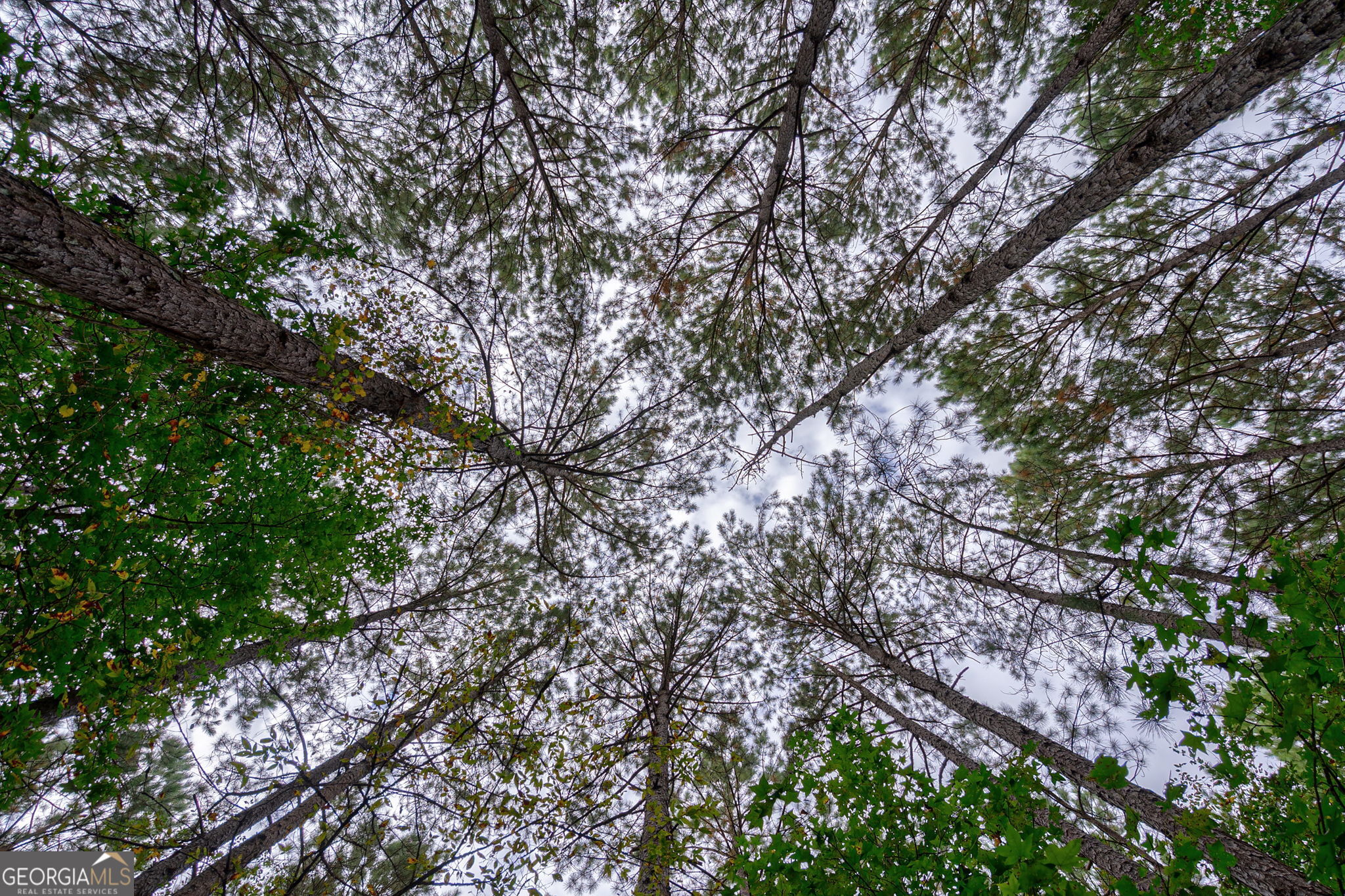 0 Lower Wirebridge Road Stephens, GA 30667 - Photo 20 of 42 a picture of tree