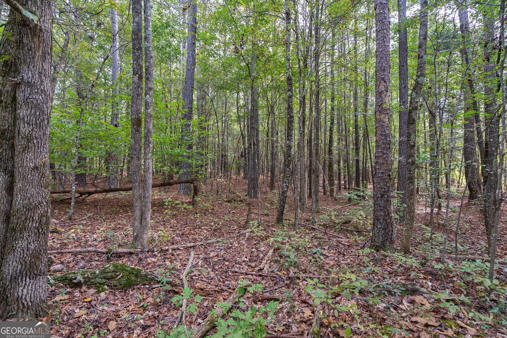 0 Lower Wirebridge Road Stephens, GA 30667 - Photo 21 of 42 a view of a forest
