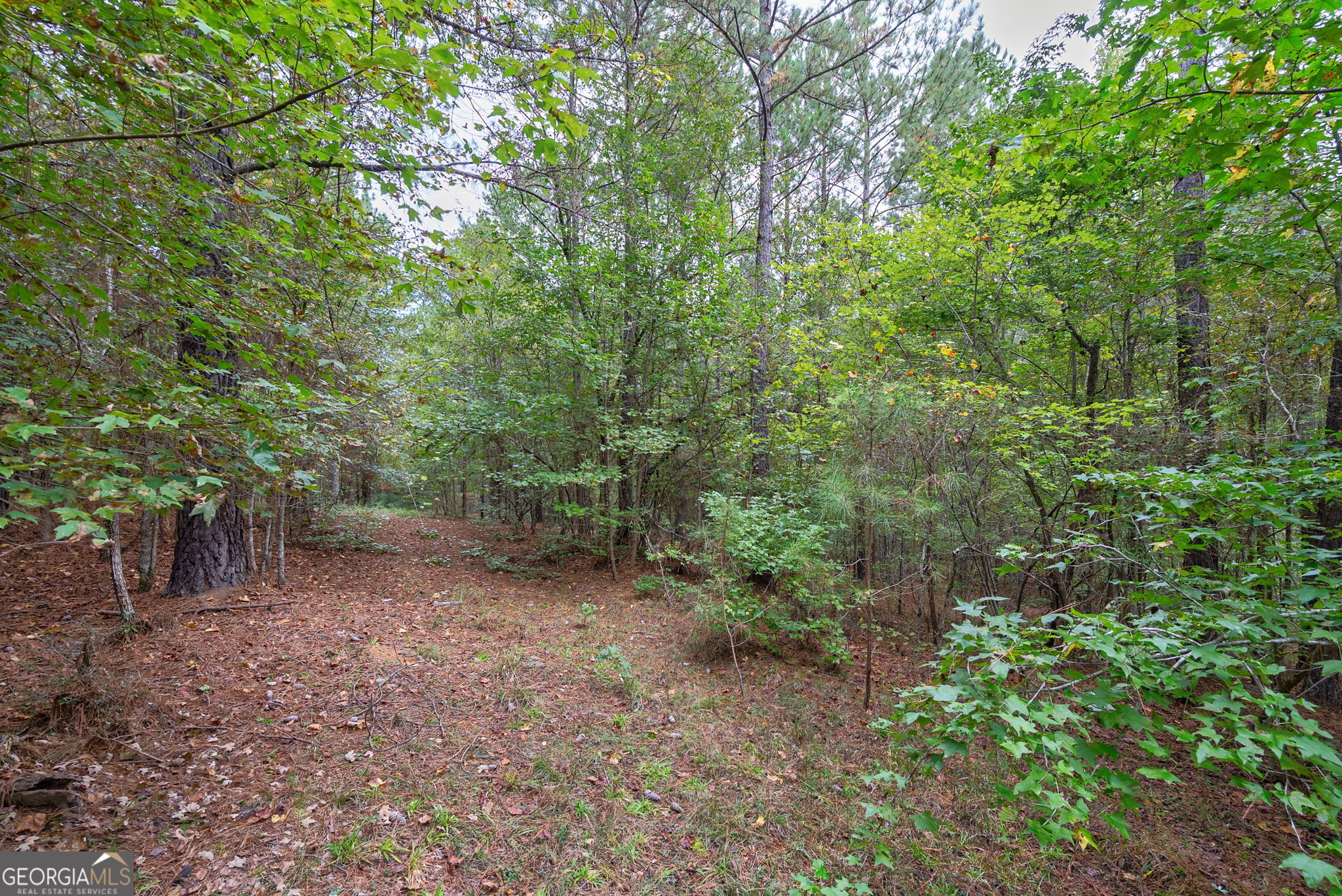 0 Lower Wirebridge Road Stephens, GA 30667 - Photo 22 of 42 a view of a forest that has a tree