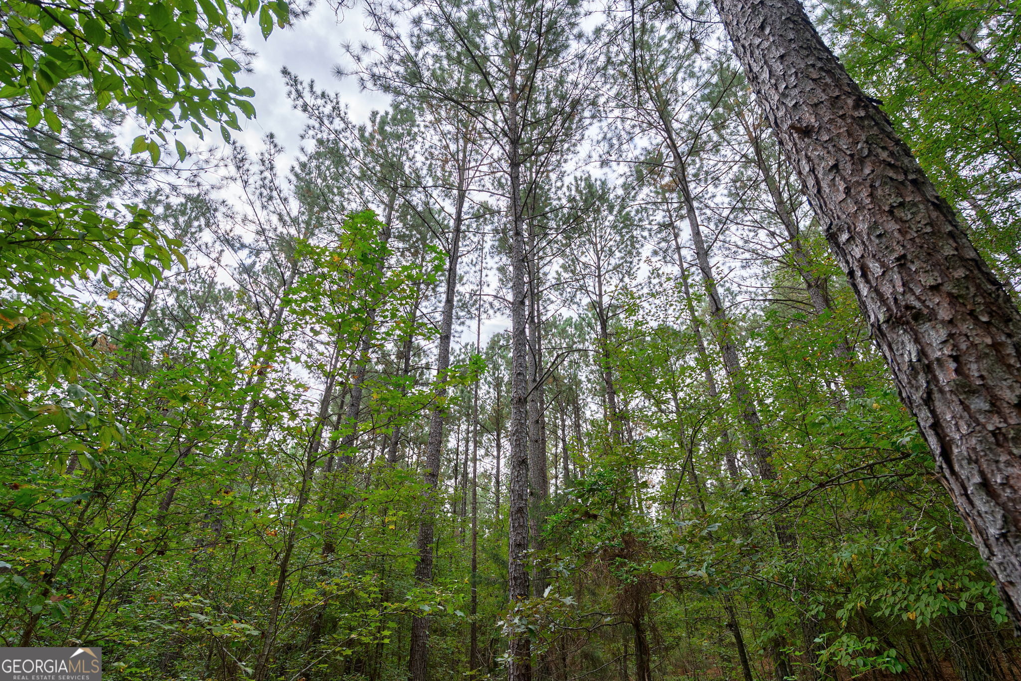 0 Lower Wirebridge Road Stephens, GA 30667 - Photo 24 of 42 a view of a forest