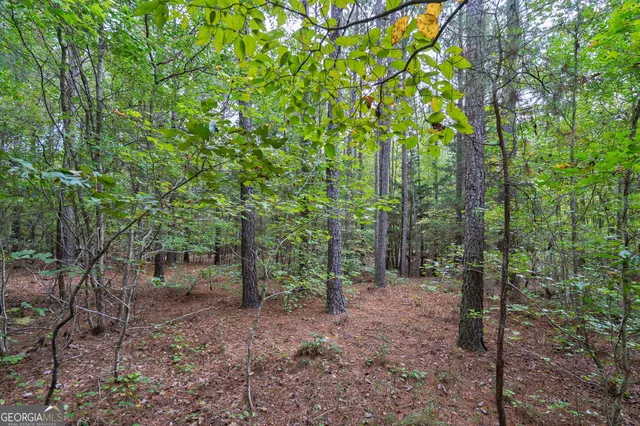 a view of a forest with a tree