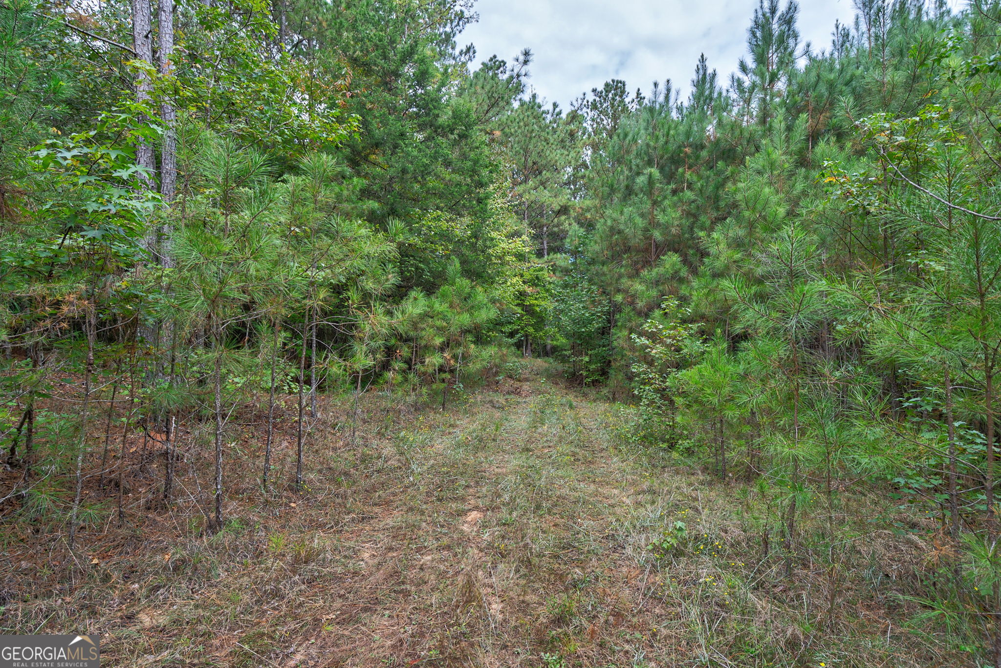 0 Lower Wirebridge Road Stephens, GA 30667 - Photo 26 of 42 a view of a forest with a tree