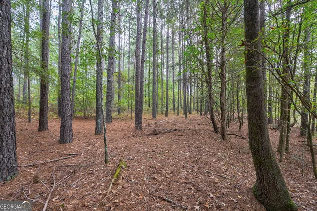a view of a forest with trees in the background