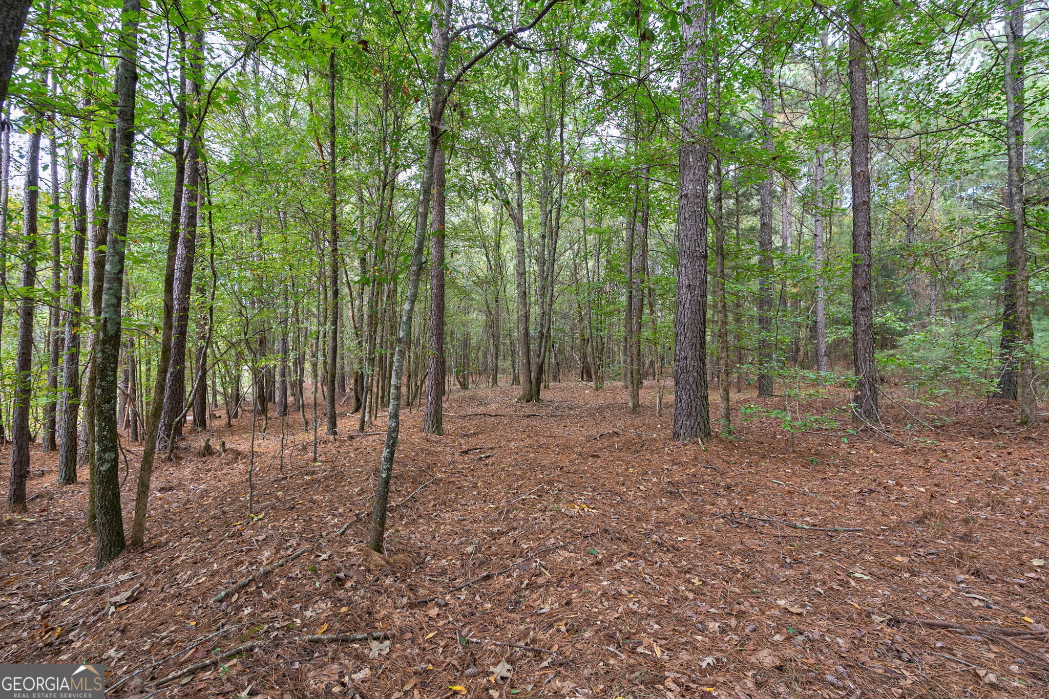 0 Lower Wirebridge Road Stephens, GA 30667 - Photo 29 of 42 a view of a forest with trees in the background