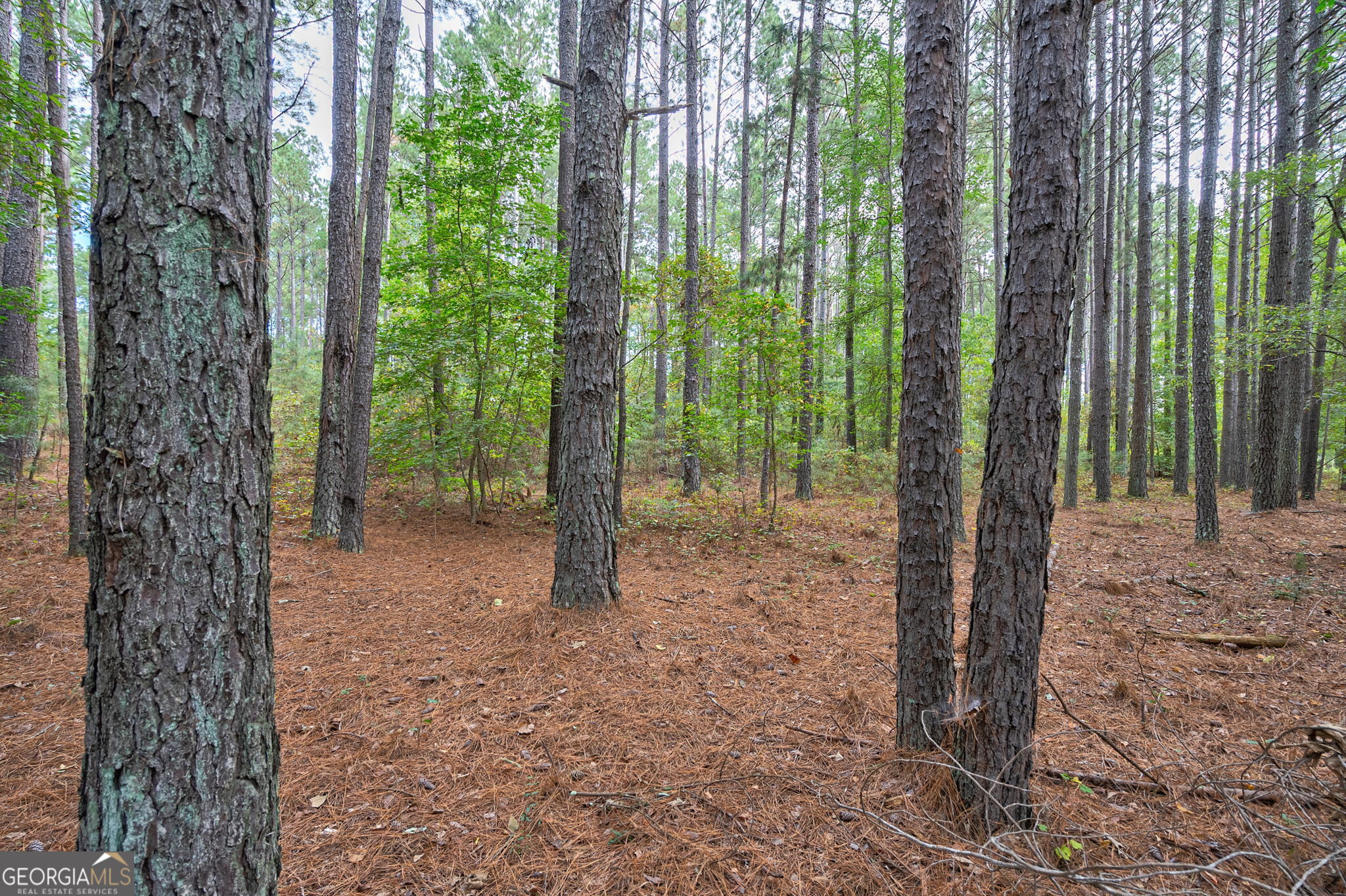 0 Lower Wirebridge Road Stephens, GA 30667 - Photo 30 of 42 a view of a forest with a tree in the background